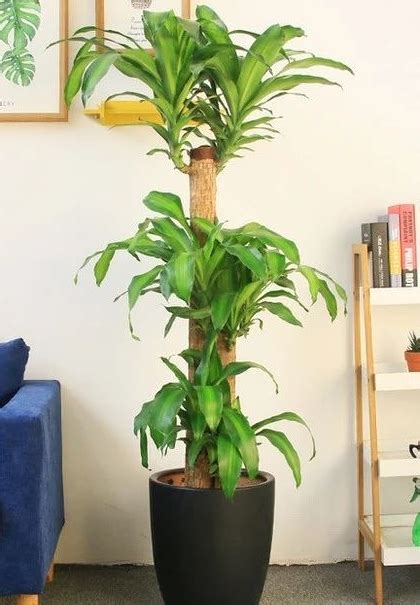 房間放植物|10種室內大型植物推薦！耐陰好養、風水招財，沒陽光。